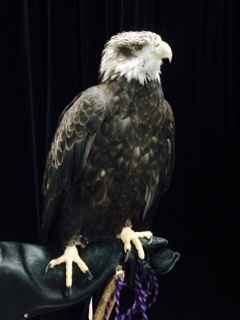 Old Abe Bald Eagle
